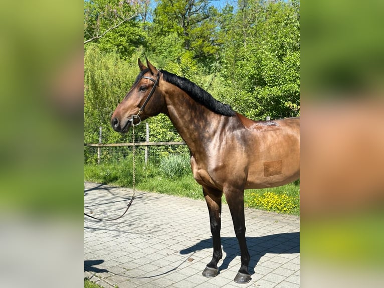 Cheval de sport suisse Hongre 7 Ans 170 cm Bai in Aeugst