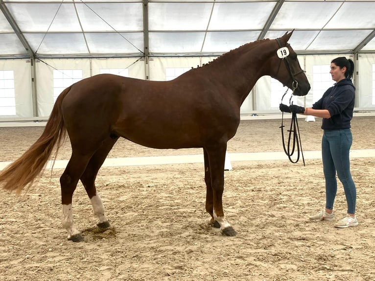 Cheval de sport suisse Hongre 7 Ans 176 cm Alezan in Frauenkappelen