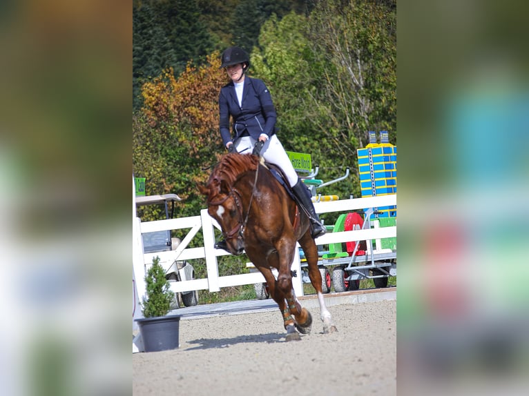 Cheval de sport suisse Hongre 7 Ans 176 cm Alezan in Frauenkappelen