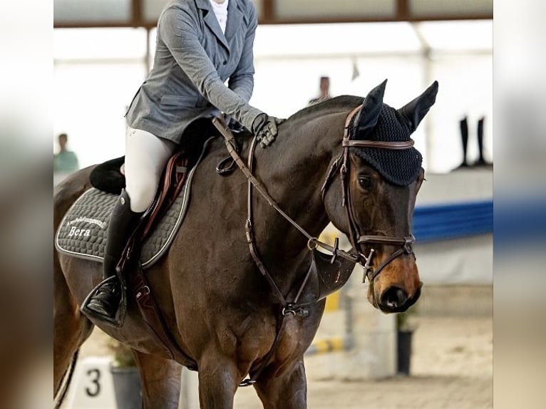 Cheval de sport suisse Hongre 7 Ans in Murg