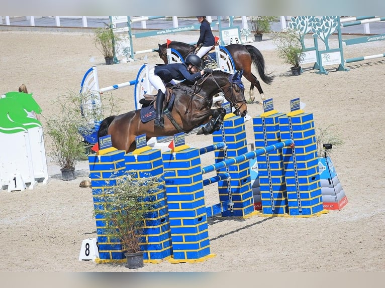 Cheval de sport suisse Hongre 8 Ans 165 cm Bai brun in Veltheim AGVeltheim