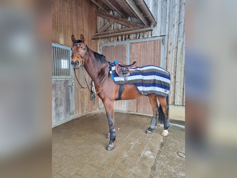 Cheval de sport suisse Hongre 8 Ans 172 cm Bai in Olten