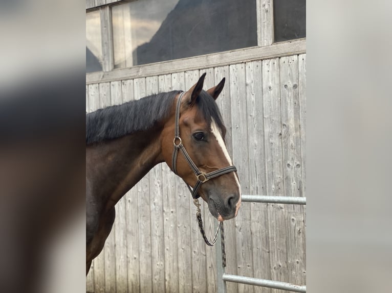 Cheval de sport suisse Hongre 8 Ans 173 cm Bai brun in Sennwald
