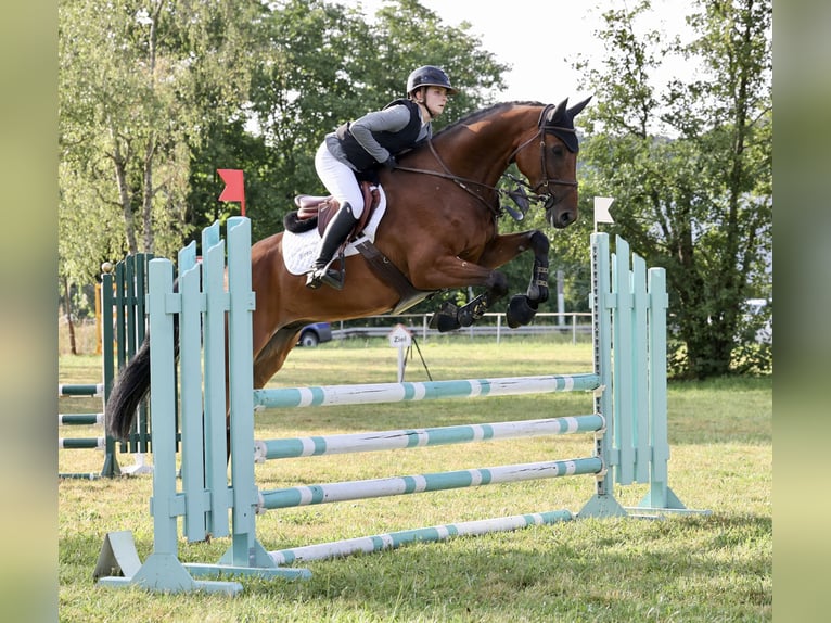 Cheval de sport suisse Hongre 8 Ans in Murg