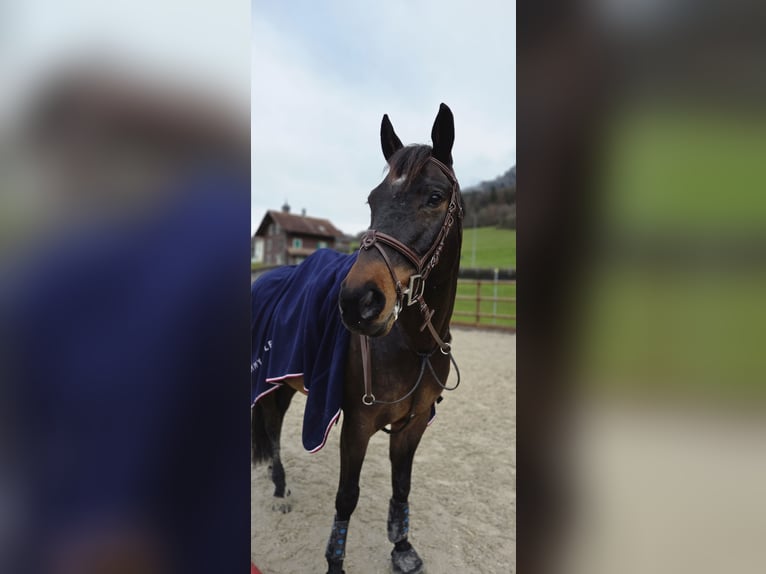 Cheval de sport suisse Hongre 9 Ans 165 cm Bai in Ennetmoos