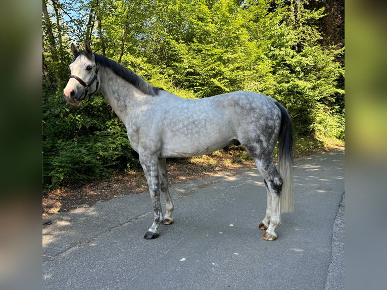 Cheval de sport suisse Hongre 9 Ans  in Murg