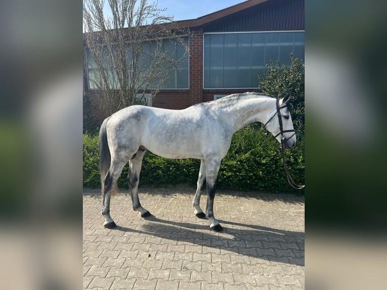 Cheval de sport suisse Hongre 9 Ans Gris in Visbek