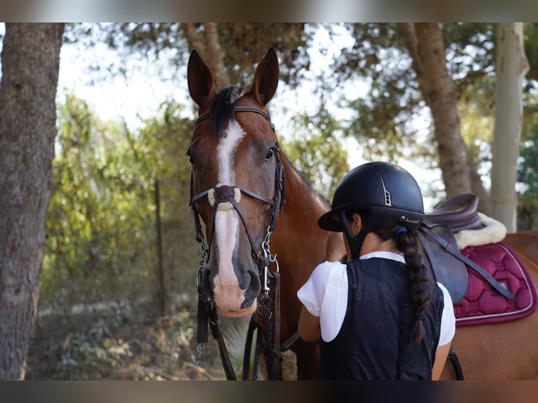 Cheval de sport suisse Jument 10 Ans 165 cm Isabelle in Marbella
