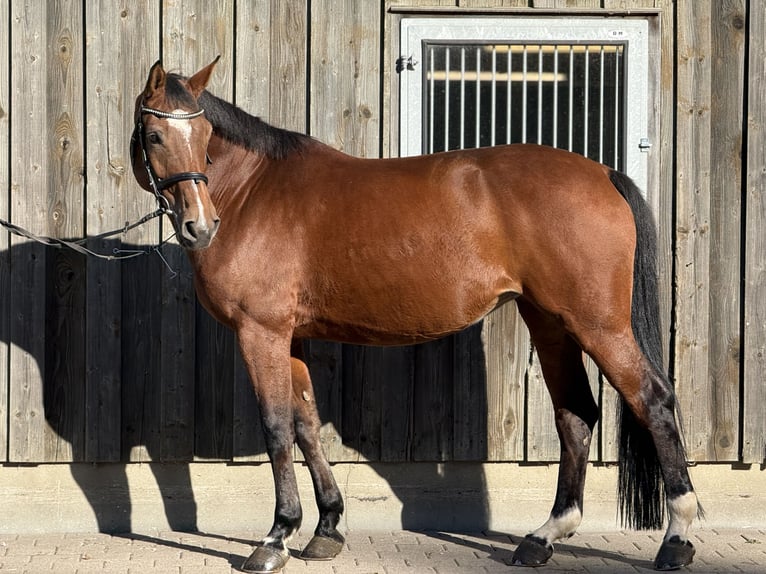 Cheval de sport suisse Jument 10 Ans 170 cm Bai in Biel-Benken