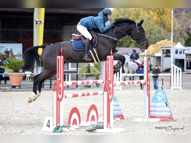 Cheval de sport suisse Jument 10 Ans 172 cm Bai cerise in Bassecourt