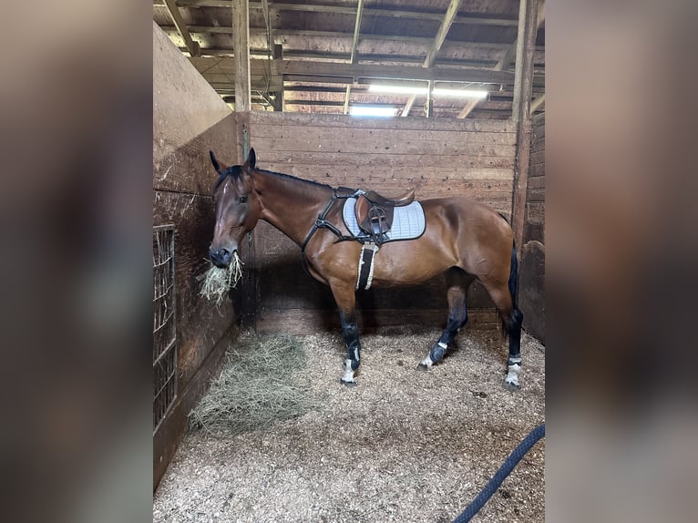 Cheval de sport suisse Jument 10 Ans 173 cm Bai brun in manorville