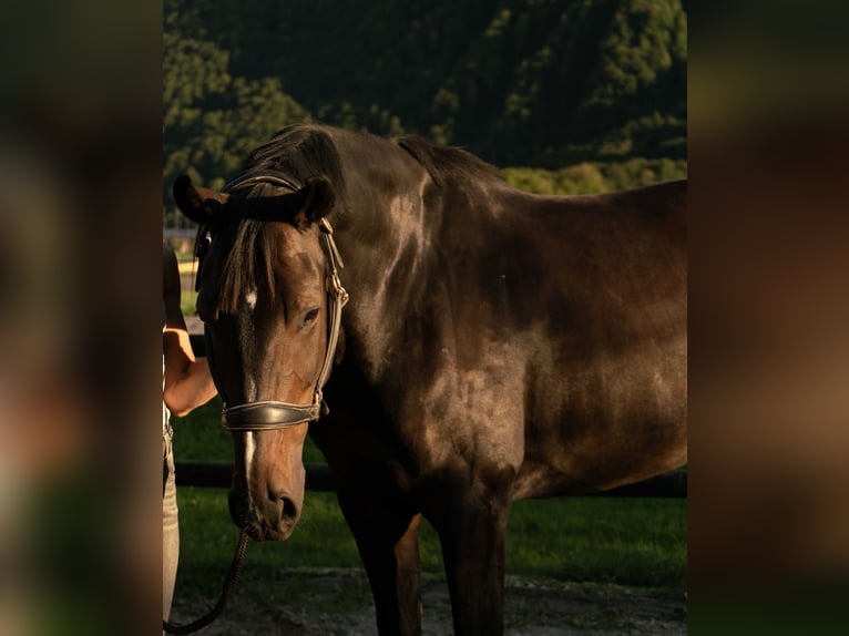 Cheval de sport suisse Jument 10 Ans 174 cm Bai brun in Brienzwiler