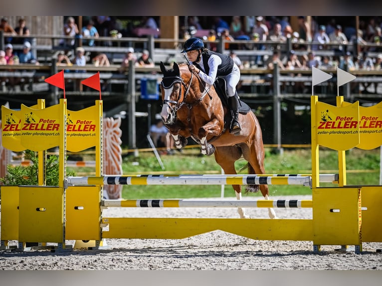 Cheval de sport suisse Jument 11 Ans 166 cm Alezan in Dielsdorf