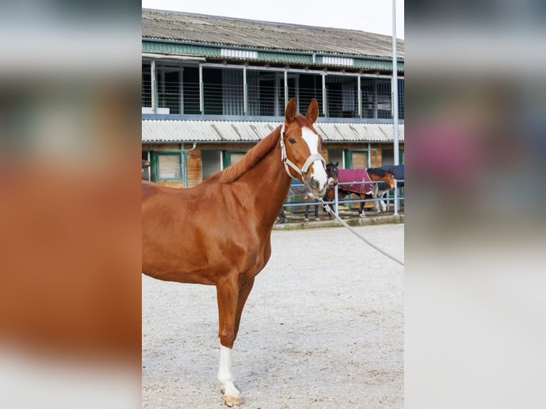 Cheval de sport suisse Jument 11 Ans 166 cm Alezan in Dielsdorf