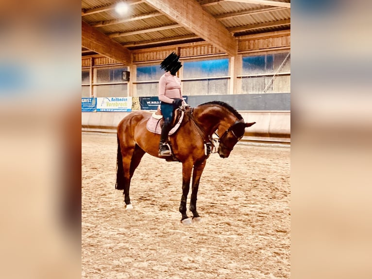 Cheval de sport suisse Jument 11 Ans 168 cm Bai in Pforzheim