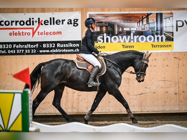 Cheval de sport suisse Jument 11 Ans 168 cm  in Zuzwil SG