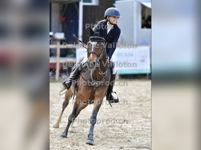 Cheval de sport suisse Jument 13 Ans 149 cm Bai in Man&#xE8;ge de Machefer
