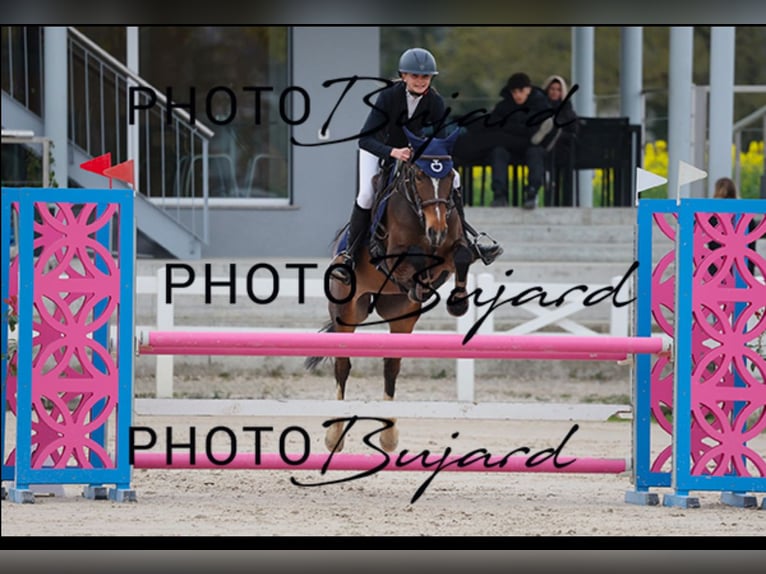 Cheval de sport suisse Jument 13 Ans 149 cm Bai in Man&#xE8;ge de Machefer