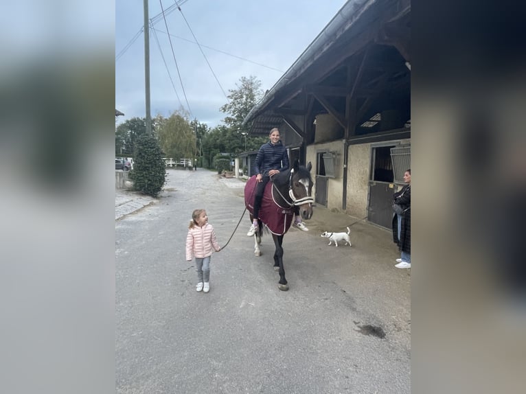 Cheval de sport suisse Jument 13 Ans 149 cm Bai in Man&#xE8;ge de Machefer