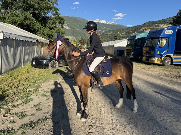 Cheval de sport suisse Jument 13 Ans 149 cm Bai in Man&#xE8;ge de Machefer