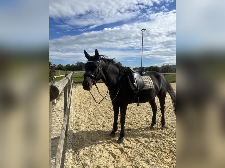 Cheval de sport suisse Jument 13 Ans 165 cm Bai brun in Möhlin