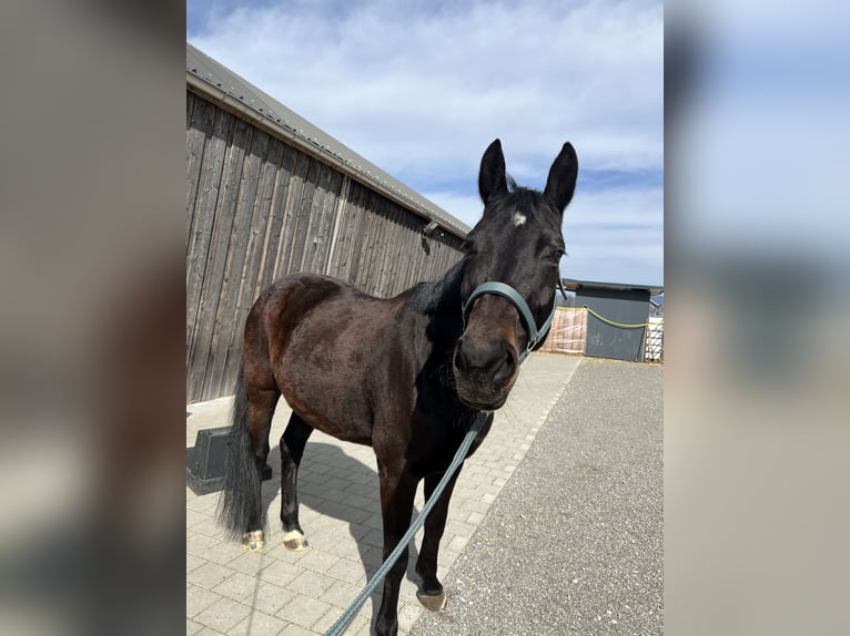 Cheval de sport suisse Jument 13 Ans 165 cm Bai brun in Möhlin