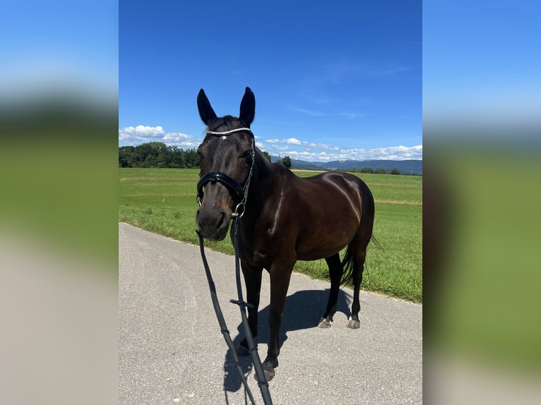 Cheval de sport suisse Jument 13 Ans 165 cm Bai brun in Möhlin