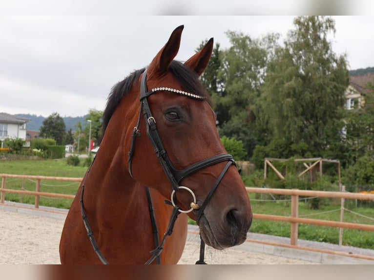 Cheval de sport suisse Jument 13 Ans 165 cm Bai in Rifferswil