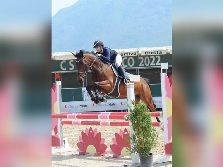 Cheval de sport suisse Jument 13 Ans 165 cm Bai in Rifferswil