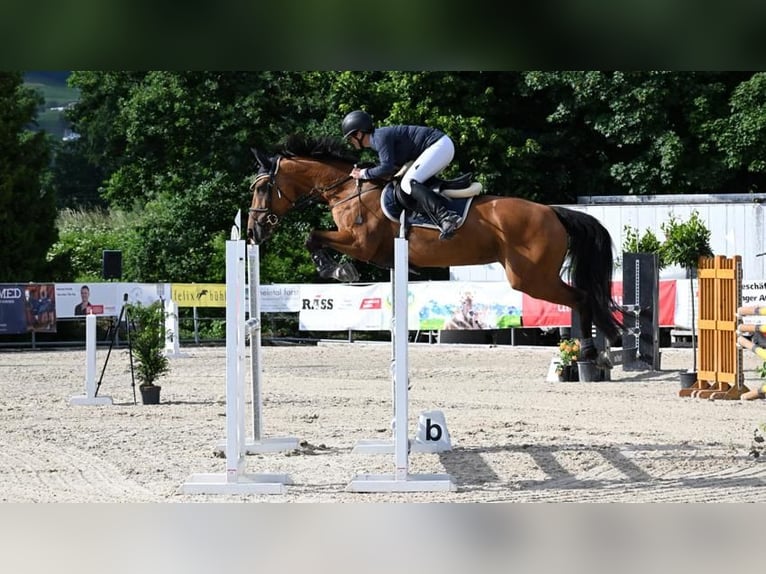 Cheval de sport suisse Jument 13 Ans 165 cm Bai in Salez
