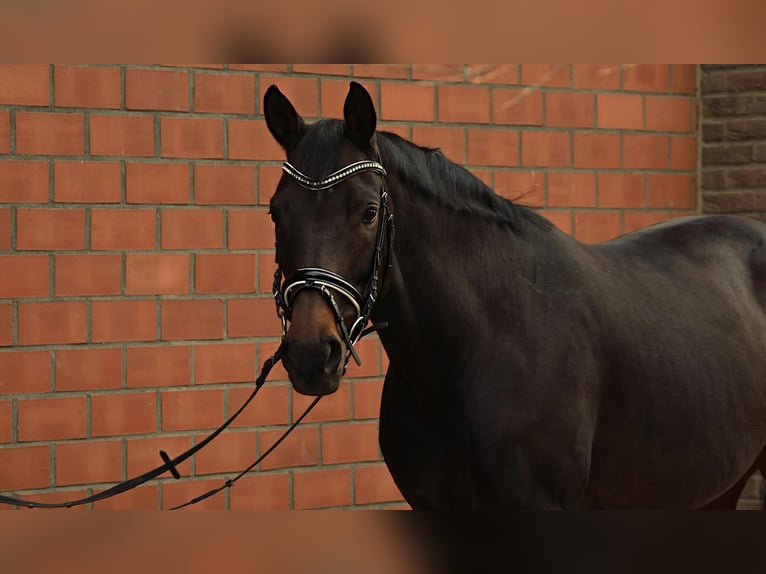 Cheval de sport suisse Jument 13 Ans 170 cm Bai in Tönisvorst