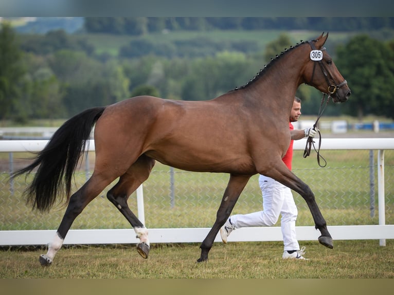 Cheval de sport suisse Jument 13 Ans 173 cm Bai in Büren an der Aaare