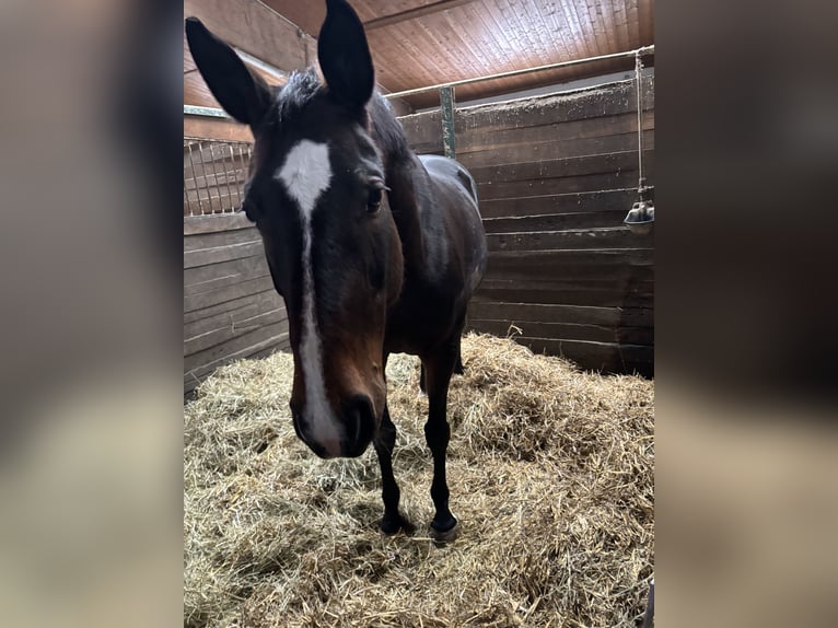 Cheval de sport suisse Jument 14 Ans 165 cm Bai in Rosenheim