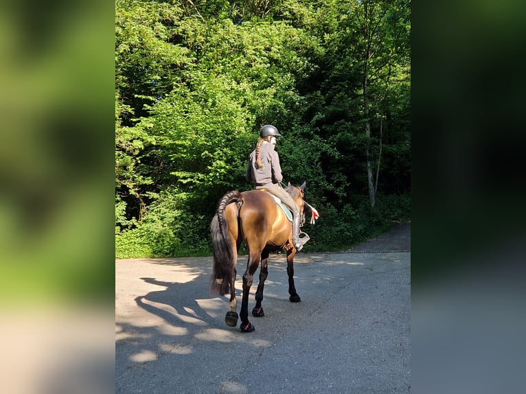 Cheval de sport suisse Jument 14 Ans 168 cm Bai brun in Zug