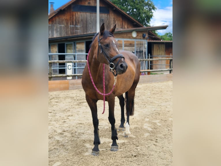 Cheval de sport suisse Jument 14 Ans 168 cm Bai brun in Zug