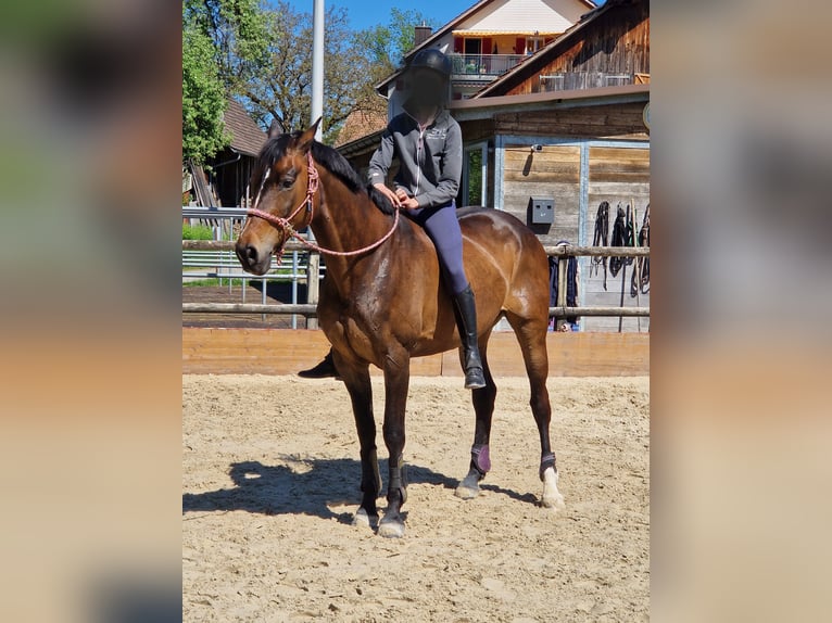 Cheval de sport suisse Jument 14 Ans 168 cm Bai brun in Zug