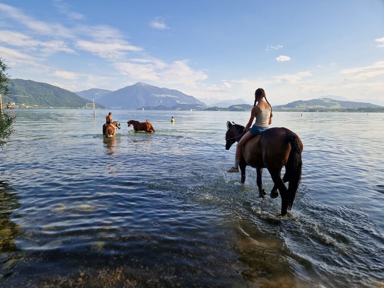 Cheval de sport suisse Jument 14 Ans 168 cm Bai brun in Zug
