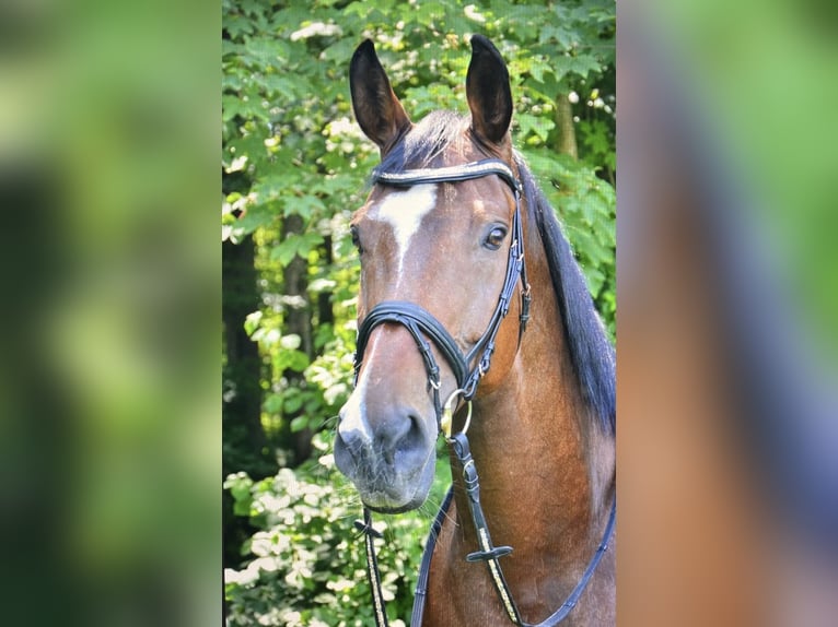 Cheval de sport suisse Jument 14 Ans 180 cm Bai in Sulgen