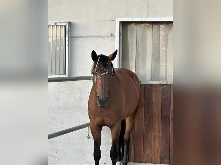 Cheval de sport suisse Jument 15 Ans Bai in Schafisheim