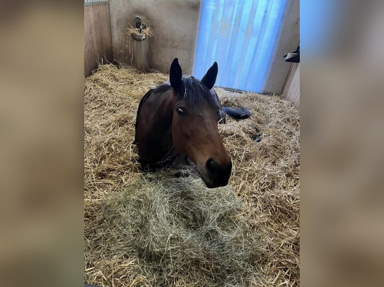 Cheval de sport suisse Jument 16 Ans Bai in Schafisheim