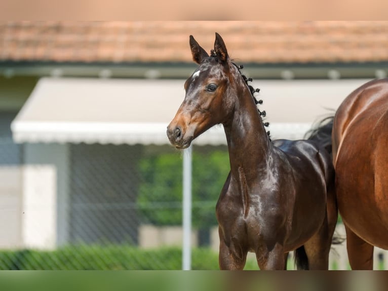 Cheval de sport suisse Jument 1 Année 165 cm Bai in St. Ursen
