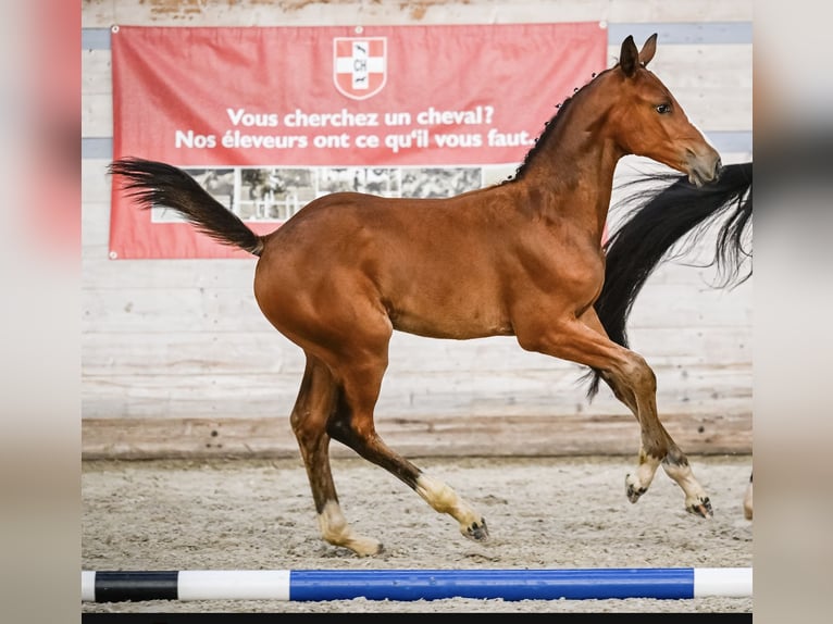 Cheval de sport suisse Jument 1 Année Bai in Corcelles BE