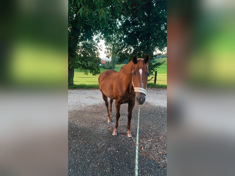 Cheval de sport suisse Jument 28 Ans 165 cm Alezan in Längenbühl