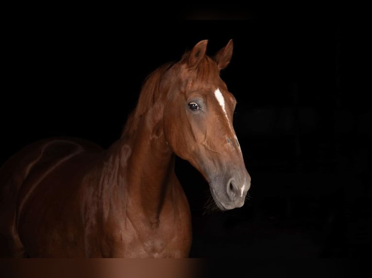 Cheval de sport suisse Jument 28 Ans 165 cm Alezan in LängenbühlLängenbühl