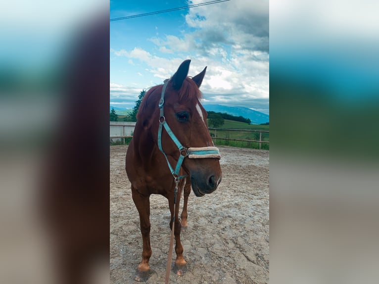 Cheval de sport suisse Jument 28 Ans 165 cm Alezan in LängenbühlLängenbühl