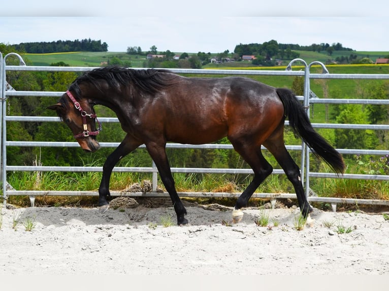 Cheval de sport suisse Jument 2 Ans 165 cm Bai brun in St. Ursen