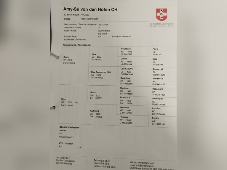 Cheval de sport suisse Jument 2 Ans 165 cm Bai in St. Ursen