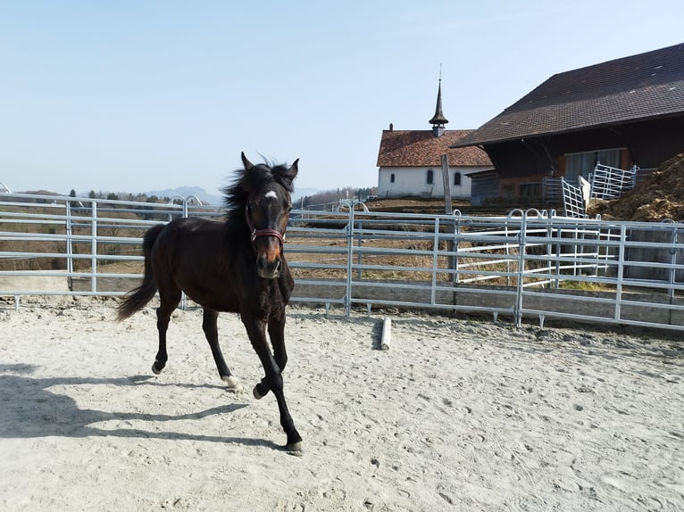 Cheval de sport suisse Jument 2 Ans 165 cm Bai in St. Ursen