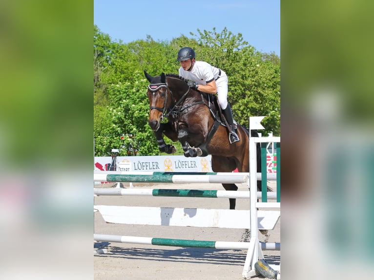 Cheval de sport suisse Jument 2 Ans Bai in Herzwil