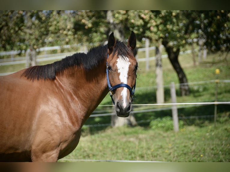 Cheval de sport suisse Jument 2 Ans Bai in Herzwil